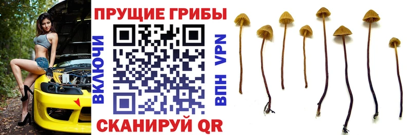 что такое наркотик  Черняховск  Псилоцибиновые грибы MAGIC MUSHROOMS 
